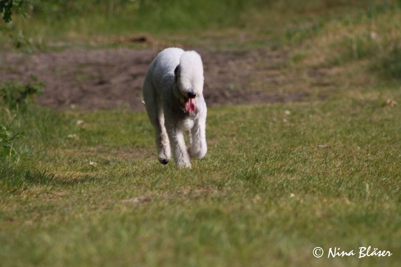 Airis Blue Volshebny Svet 2009-06-08 (12).JPG